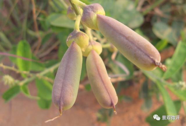 名字:猪屎豆(又名:野花生,猪屎青,大马铃)学名:crotalaria mucronata