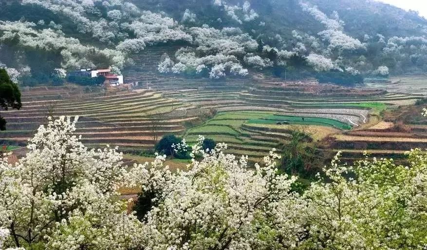 钦北区有几个镇人口_钦北区大寺镇冯雪莲(3)