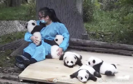 大熊貓發現150周年，今夕熊貓「奶爸」圖片對比，走進令人羨慕的熊貓飼養員 未分類 第5張