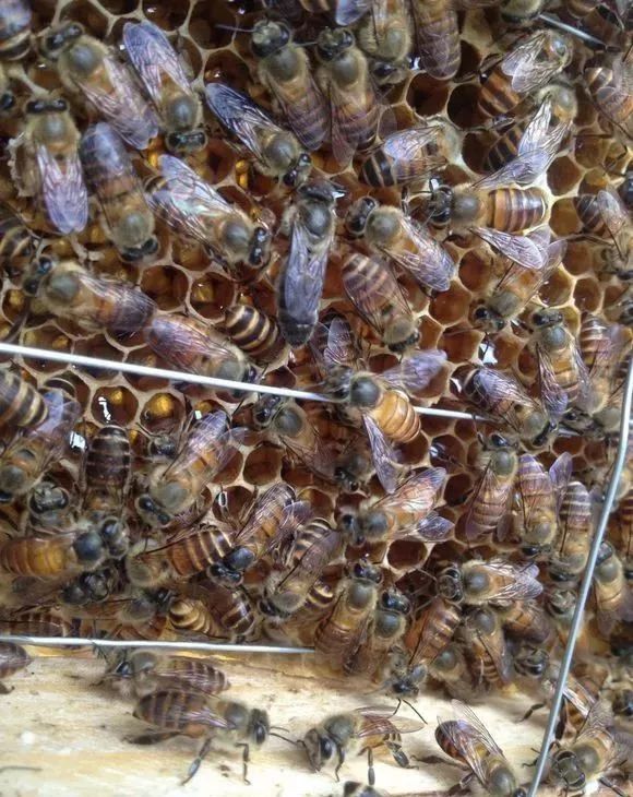 很多老养蜂人对蜂王是很重视的,对于有经验的养蜂人,搞一只蜂王算不了