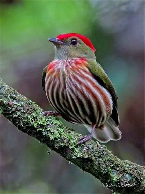 纹娇鹟(kinglet manakin)