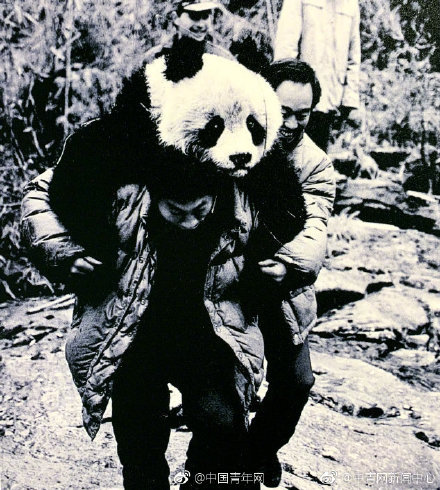 大熊貓發現150周年，今夕熊貓「奶爸」圖片對比，走進令人羨慕的熊貓飼養員 未分類 第3張
