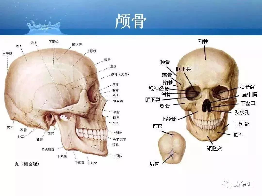 【考试必背】人体解剖基础知识大全(内含骨,关节,肌肉