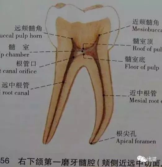 送给准备及刚当牙医的您牙体解剖生理之牙髓腔各部名称及形态三