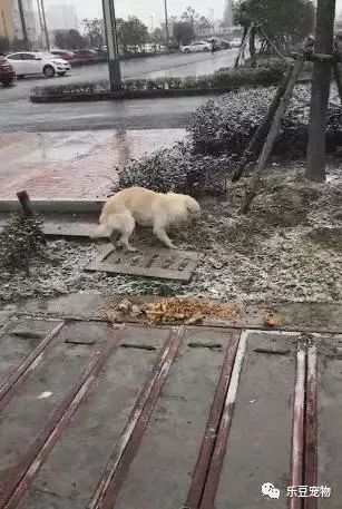 一把破傘成為它唯一的遮寒之物，但卻被人偷了，還有良心嗎？ 未分類 第1張