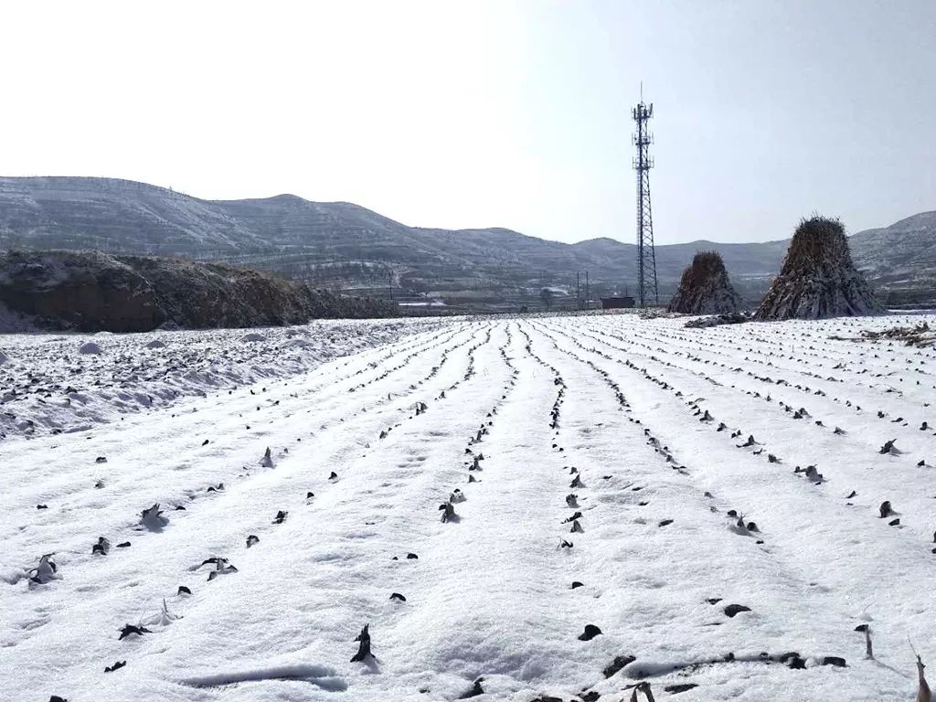 2019年会宁各乡镇第一场雪景图