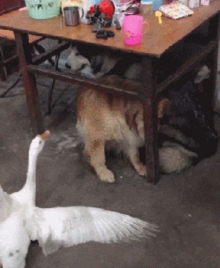 金毛和阿拉斯加回老家过年，遇到了一只求救的鹅
