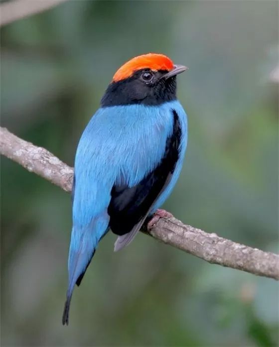 燕尾娇鹟(blue manakin)