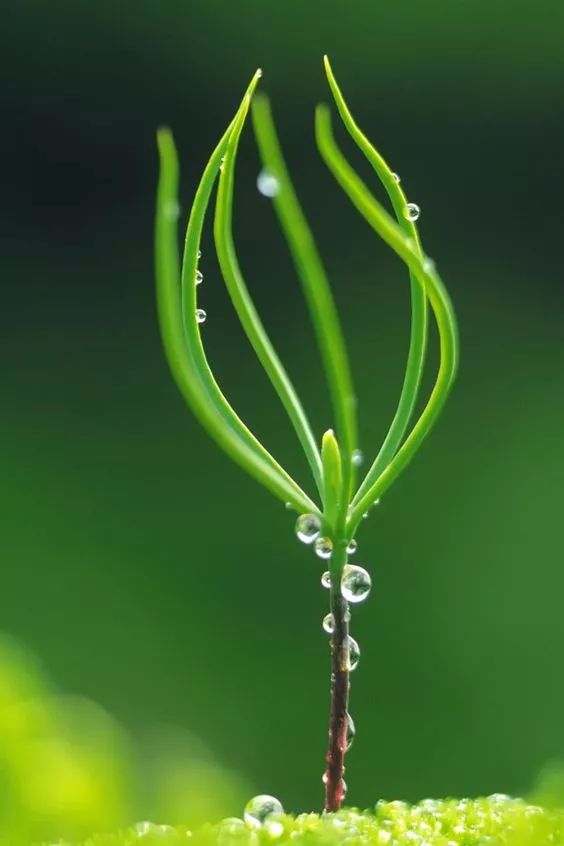 流水如有意, 花中露珠,美景佳物 万物皆美, 但我却认为含着露珠的