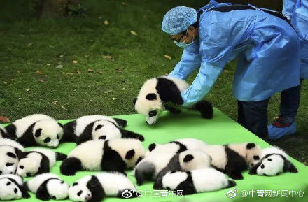 大熊貓發現150周年，今夕熊貓「奶爸」圖片對比，走進令人羨慕的熊貓飼養員 未分類 第7張