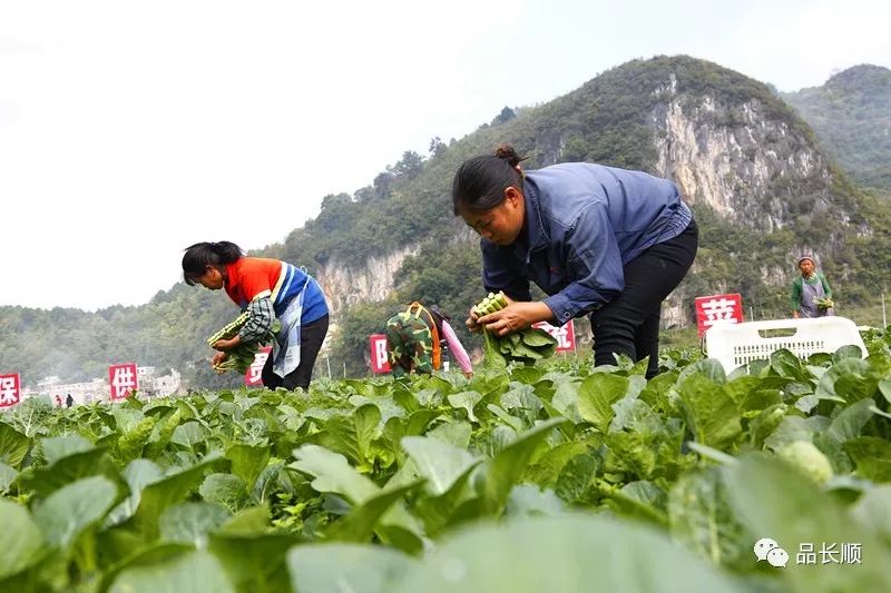 长顺县多少人口_长顺县摆所镇照片(2)