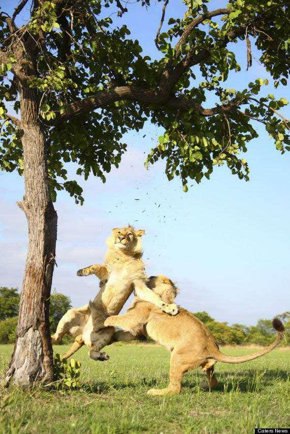 獅子爬樹想練引體向上，沒想到被豬隊友坑了，感覺不會再愛！ 未分類 第6張