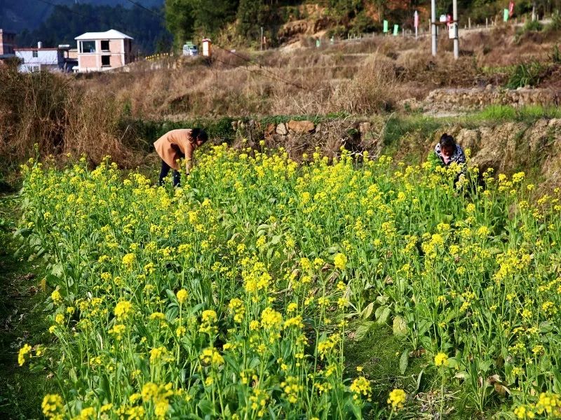 革命老区禾洞镇坐落于广东省清远市连山壮族瑶族自治县西北部.