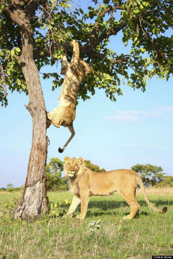獅子爬樹想練引體向上，沒想到被豬隊友坑了，感覺不會再愛！ 未分類 第1張