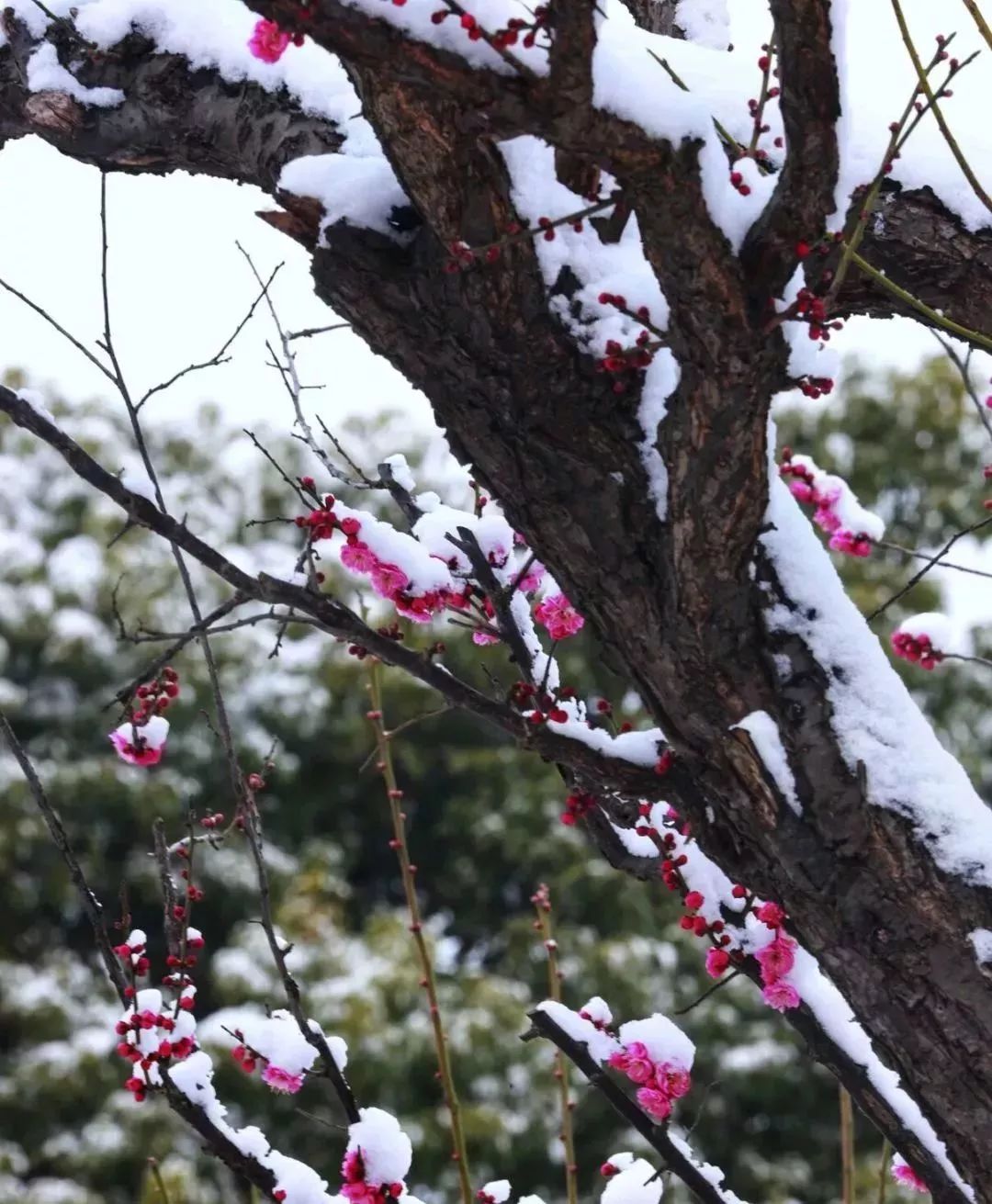 梅雪迎春最美的是踏雪寻梅的笑靥陈国民摄恒北·原乡"一起体验冬季