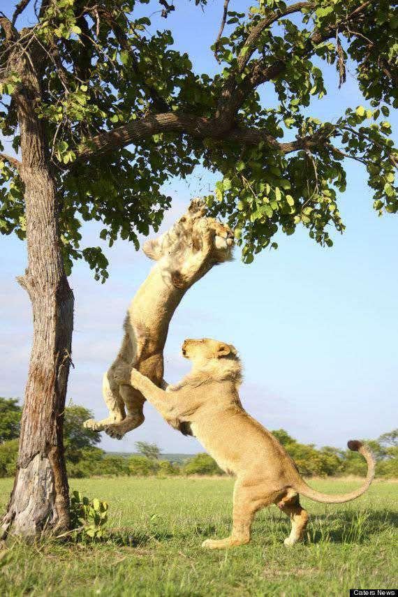 獅子爬樹想練引體向上，沒想到被豬隊友坑了，感覺不會再愛！ 未分類 第5張