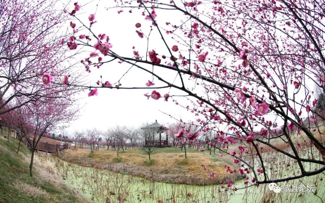 歙县练江牧场:梅花盛开景更美!