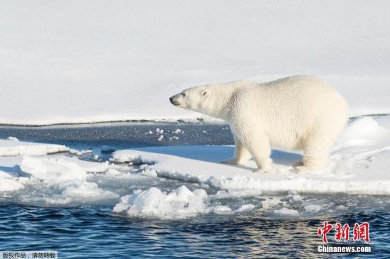 北極熊「闖入」俄羅斯新地島 居民期待專家到達 未分類 第1張