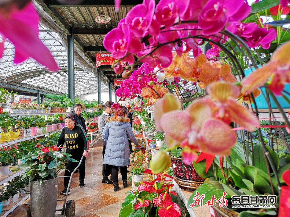 【新春走基层】张掖:春节花卉市场春意浓_甘肃