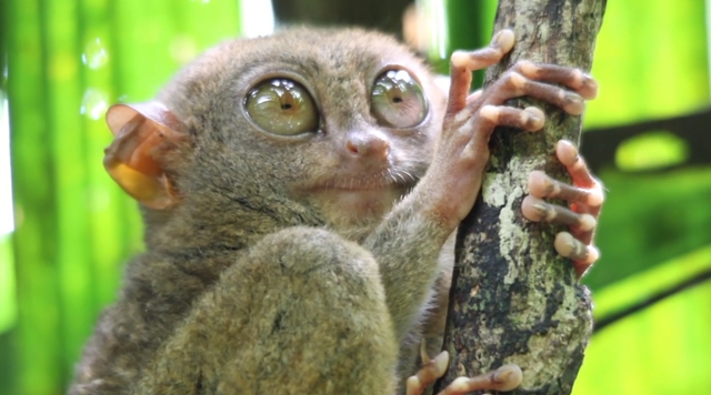 原创世界上最小的猴子,眼睛却相当之大,曾在地球上消失了90年!