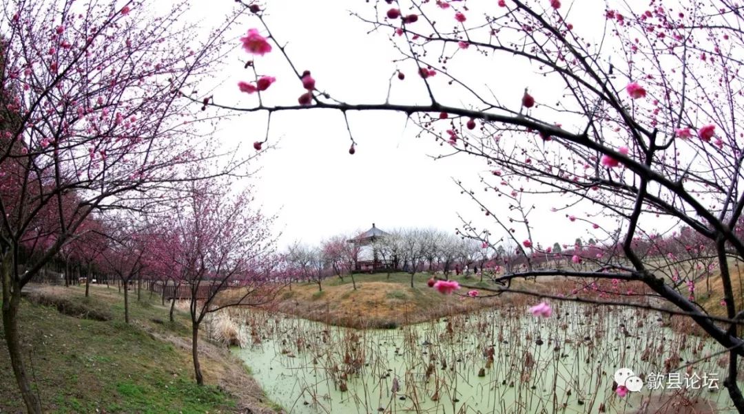 歙县练江牧场:梅花盛开景更美!