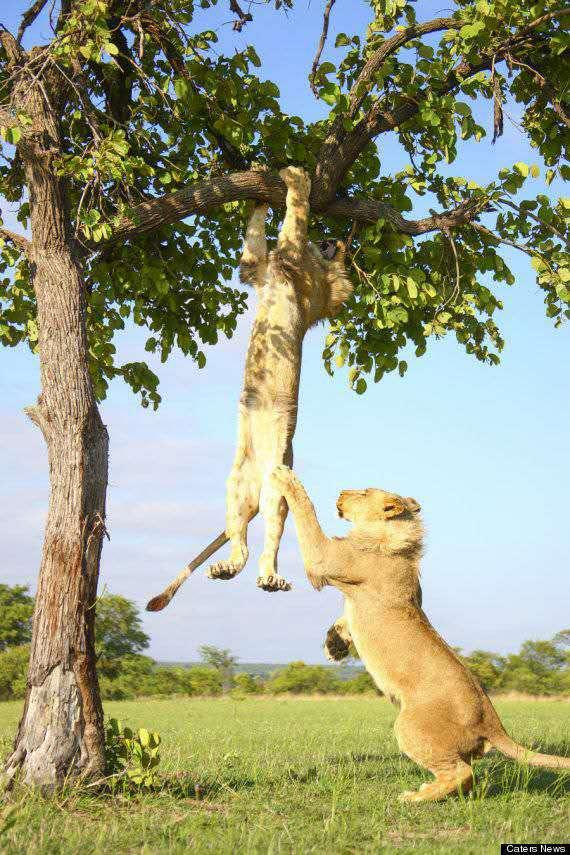 獅子爬樹想練引體向上，沒想到被豬隊友坑了，感覺不會再愛！ 未分類 第3張
