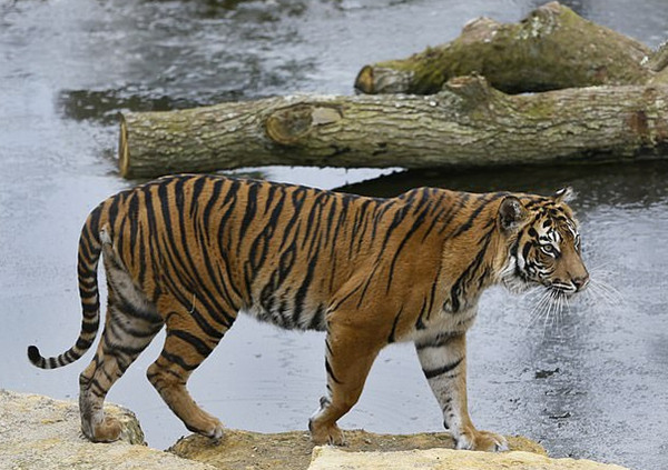 惋惜！倫敦動物園母虎與公虎初次「約會」竟被其咬死 寵物 第2張