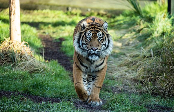 惋惜！倫敦動物園母虎與公虎初次「約會」竟被其咬死 寵物 第1張