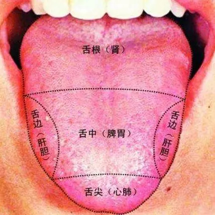 舌头卷起来的人口才好_舌头卷起来正常的图片