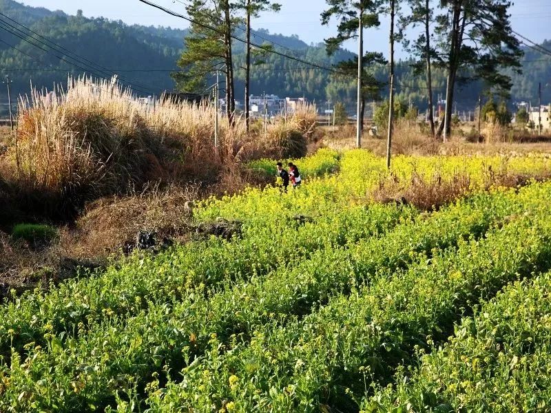 我是连山壮族瑶族自治县革命老区禾洞镇满昌村委会