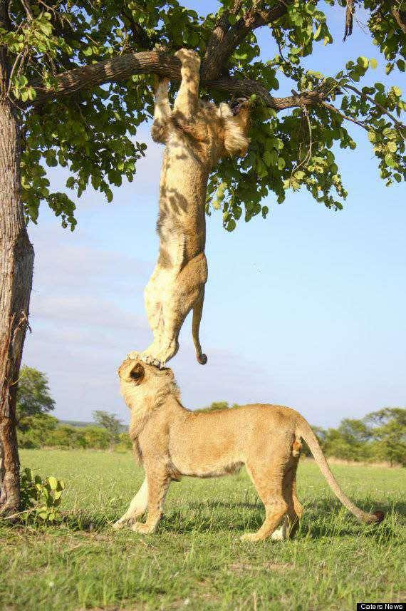 獅子爬樹想練引體向上，沒想到被豬隊友坑了，感覺不會再愛！ 未分類 第2張