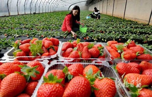 近日,巨鹿县南大韩村村民李运起在自家采摘园收获草莓.