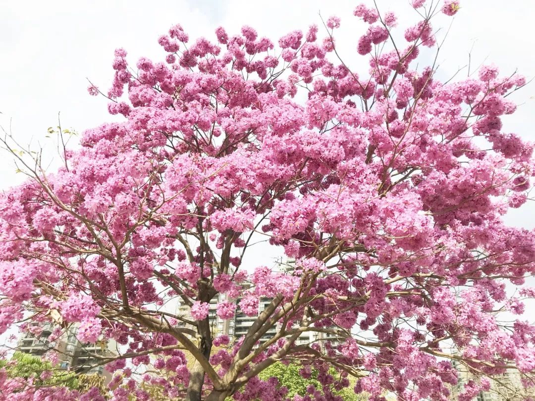 如梦似幻美景更胜樱花据小编了解该树名为紫花风铃是一种会随着四季