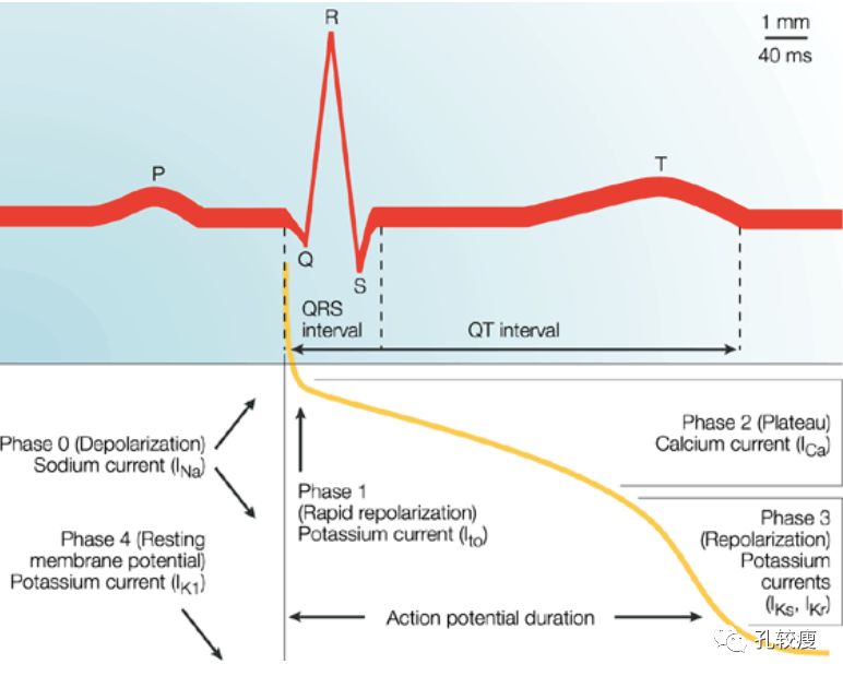 动作电位及其与心电图心动周期的对应关系