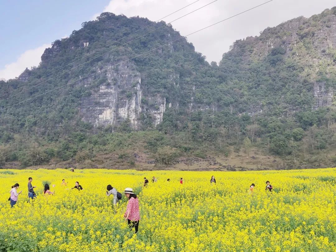 知否知否,百色这些地方,正是红肥绿瘦