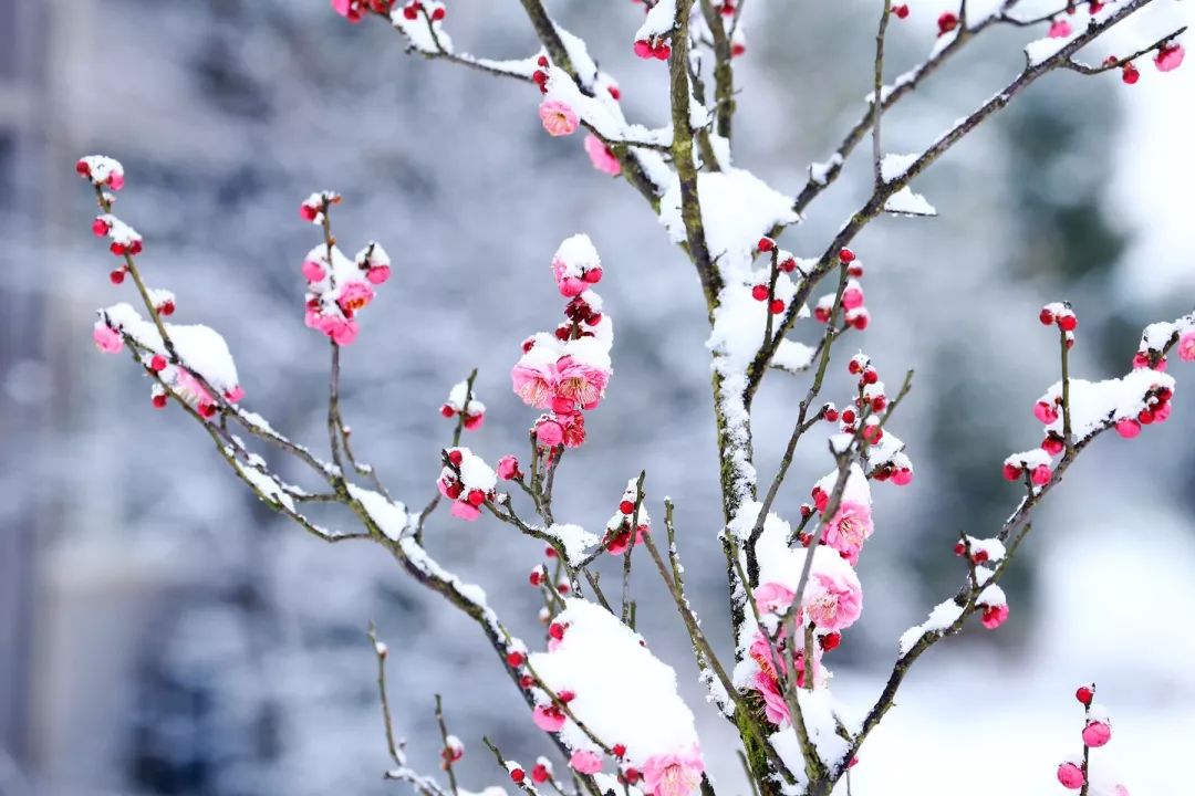 踏雪寻梅诗意年,裁一幅淡雅梅园画…一起来这里寻香吧!