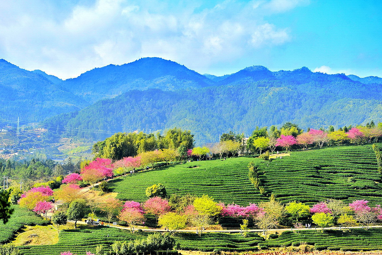 【实拍】漳平永福：艳迷大陆阿里山的中国最美樱花圣地