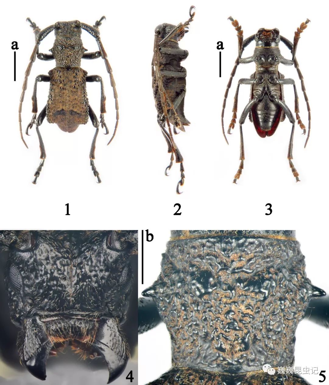 虫研捷报】拟糙天牛属研究_云南