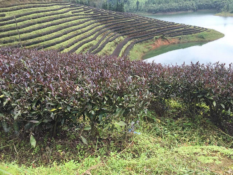 紫鹃茶为什么有人捧他上天有人却不屑一顾解密紫鹃