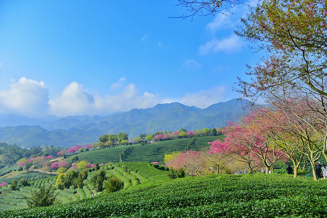 【实拍】漳平永福：艳迷大陆阿里山的中国最美樱花圣地