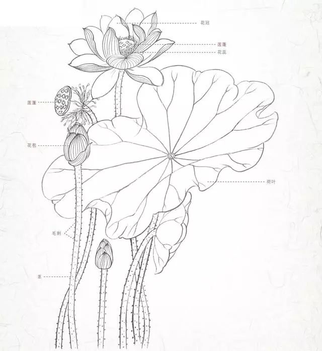 工笔画零基础教程:适合零基础学习的荷花工笔画步骤图解