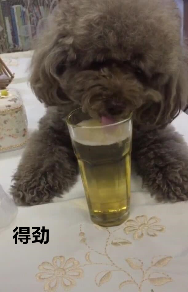 泰迪狗狗喝啤酒，大口大口喝的真香，簡直就是小酒鬼 未分類 第2張
