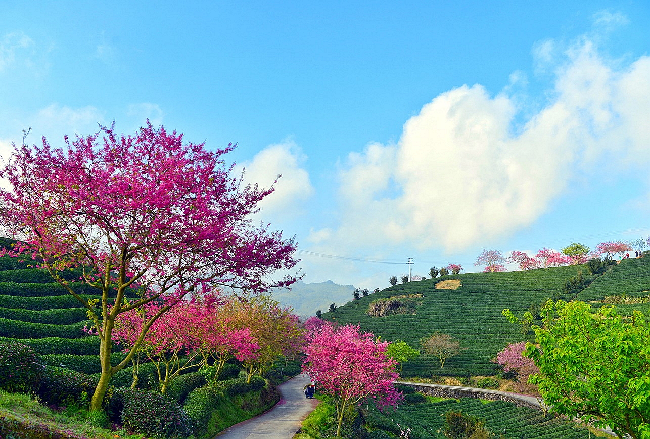 【实拍】漳平永福：艳迷大陆阿里山的中国最美樱花圣地