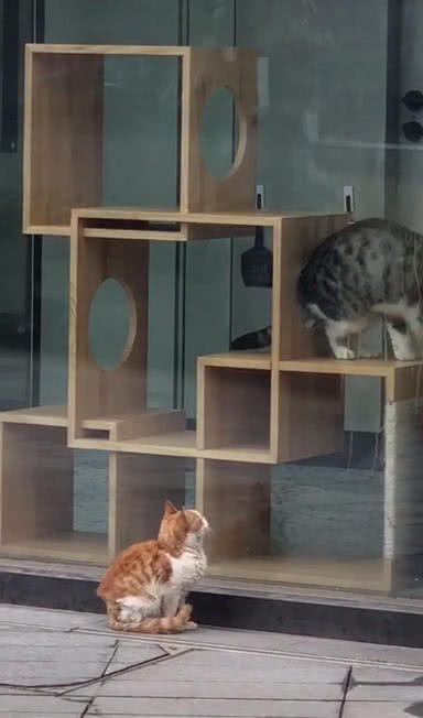 原創
            流浪貓盯著寵物店里貓看，眼里流露出羨慕，喵：它怎麼那麼漂亮？ 未分類 第2張