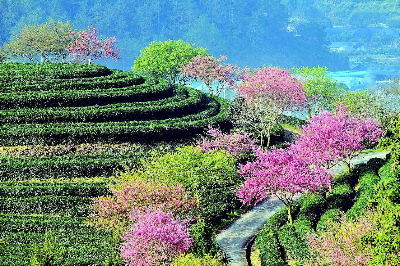 【实拍】漳平永福：艳迷大陆阿里山的中国最美樱花圣地