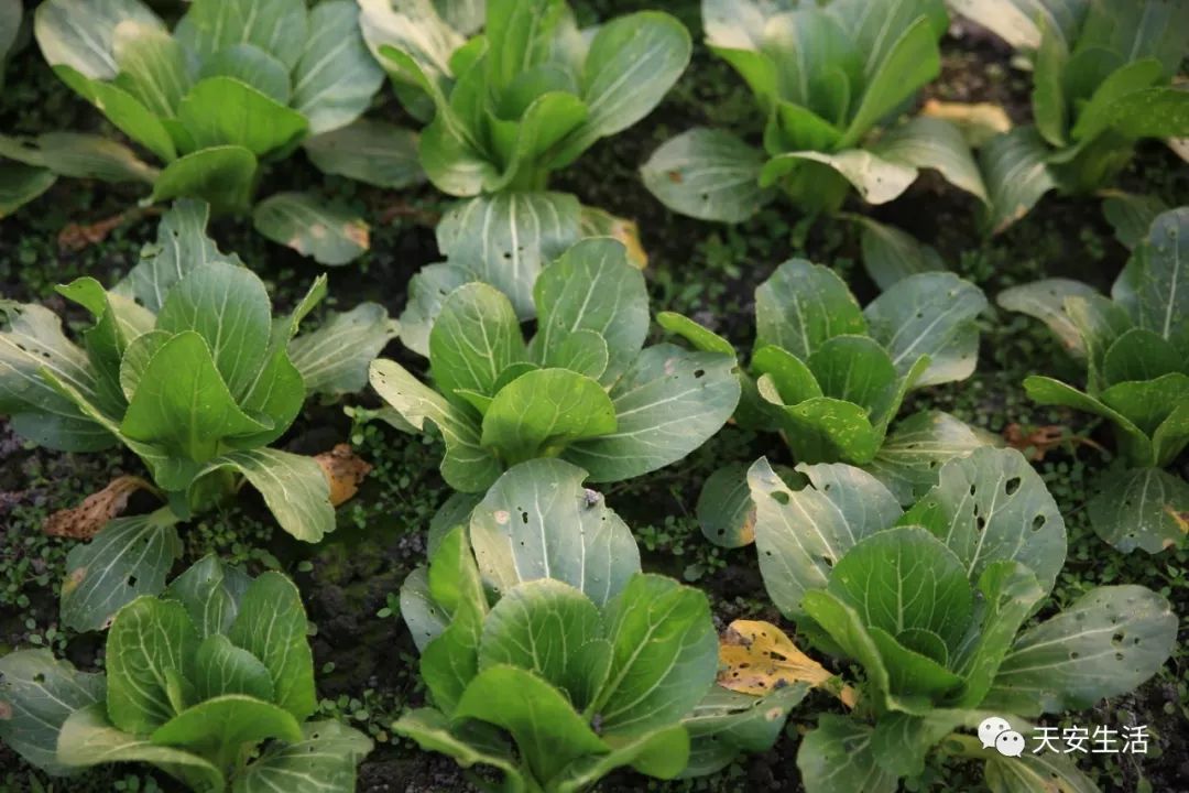 吃在当季,从一蓝菜开始