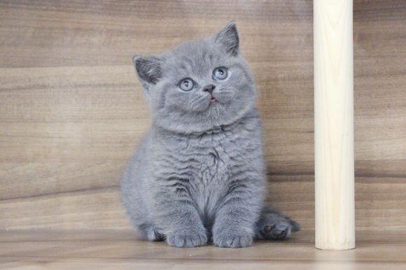 蓝胖子小时候看起来傻乎乎的,小蓝猫真可爱