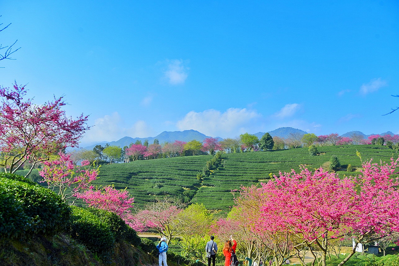 【实拍】漳平永福：艳迷大陆阿里山的中国最美樱花圣地