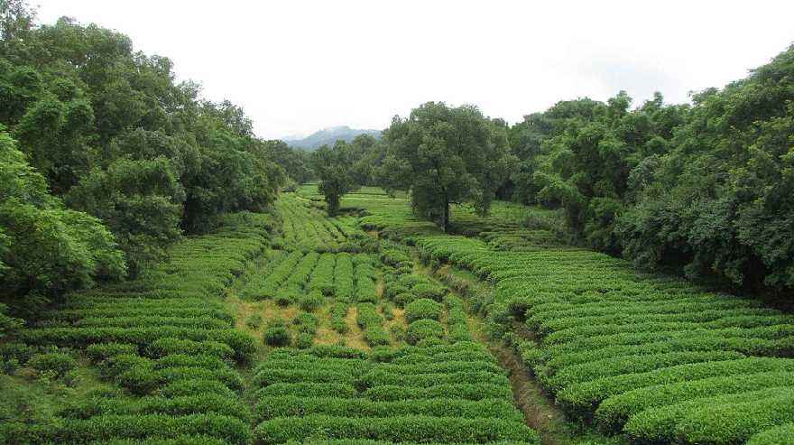 出产的茶叶有哪些_茶树