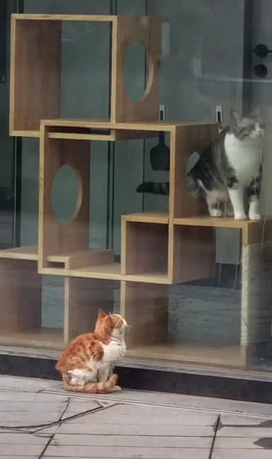 原創
            流浪貓盯著寵物店里貓看，眼里流露出羨慕，喵：它怎麼那麼漂亮？ 未分類 第1張